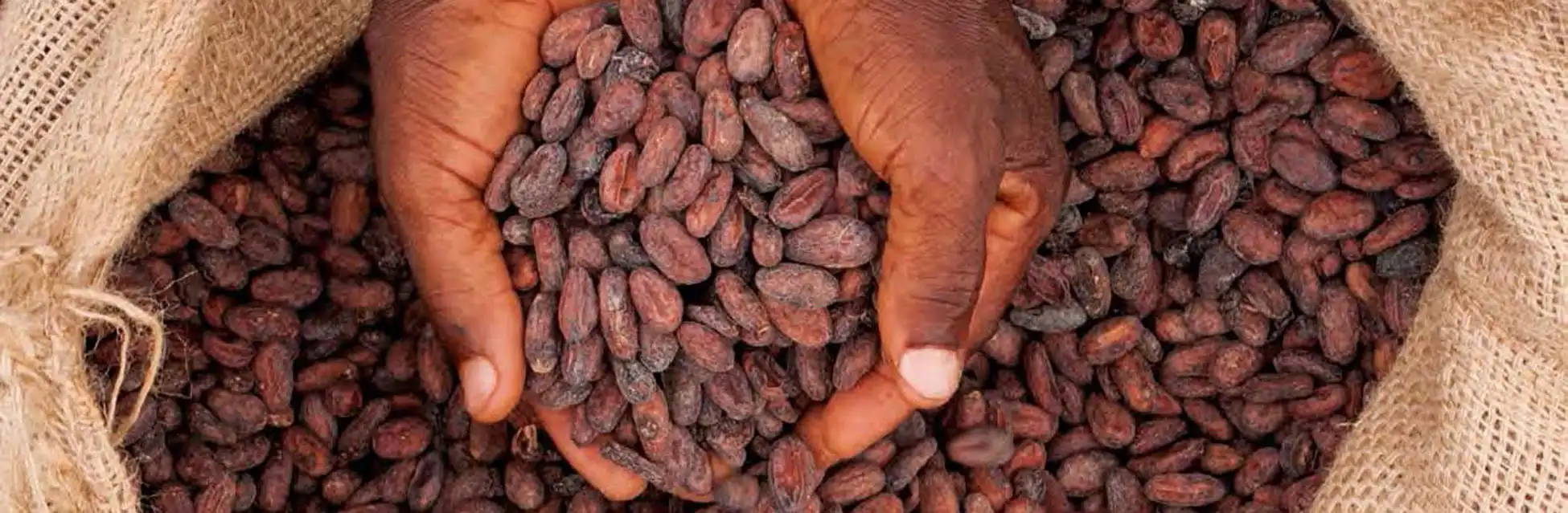 Unsere Leidenschaft ist Kakao - Foto: Kakaobohnen in Händen